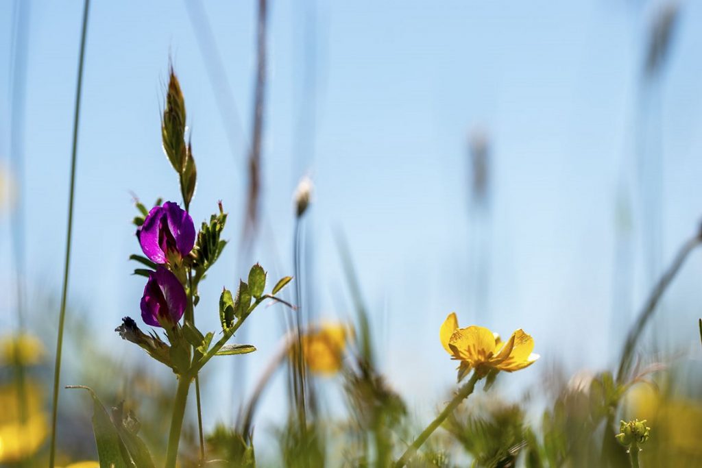 Vicia sativa