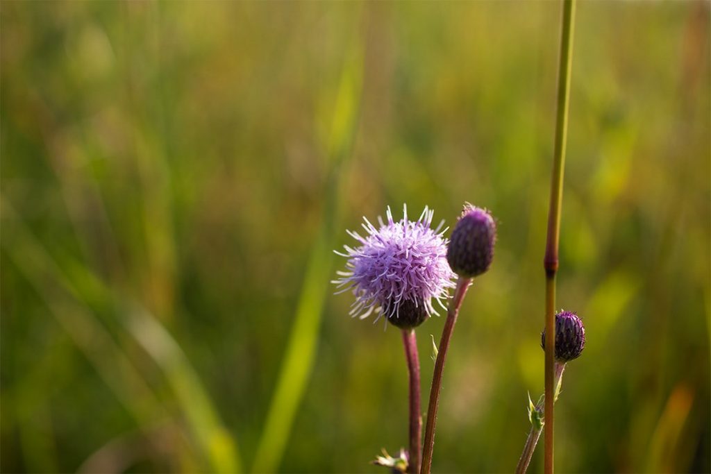 Cirsium arvense