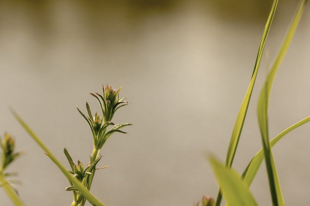 Kleefkruid (Galium aparine) en Riet (Phragmites australis)