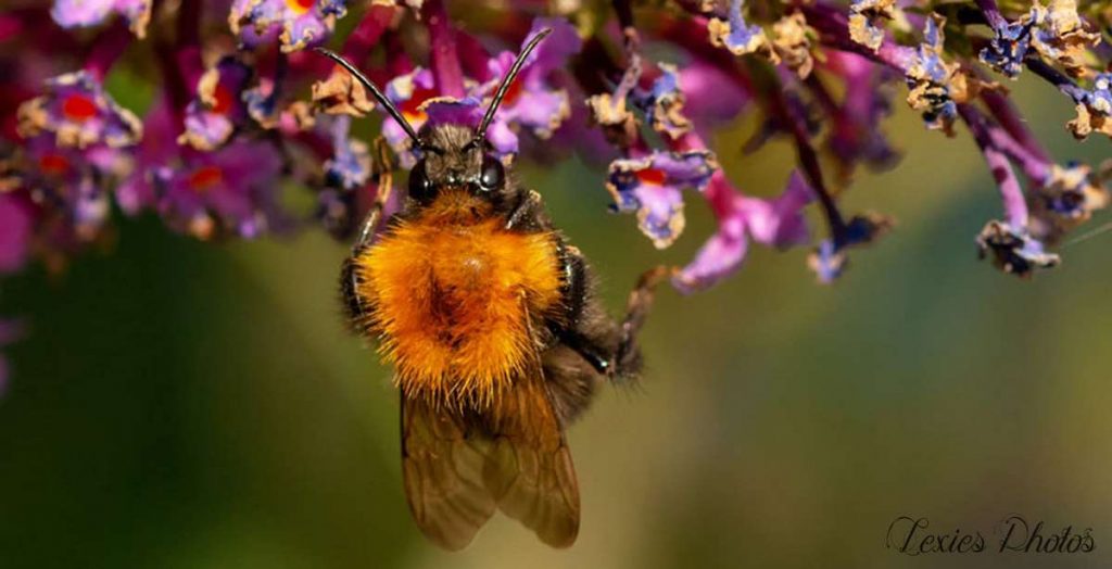 Hommel